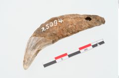 Foto von Bärenzahnanhänger (NHMW-PRAE-025094)